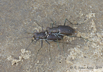 Cicindela punctulata